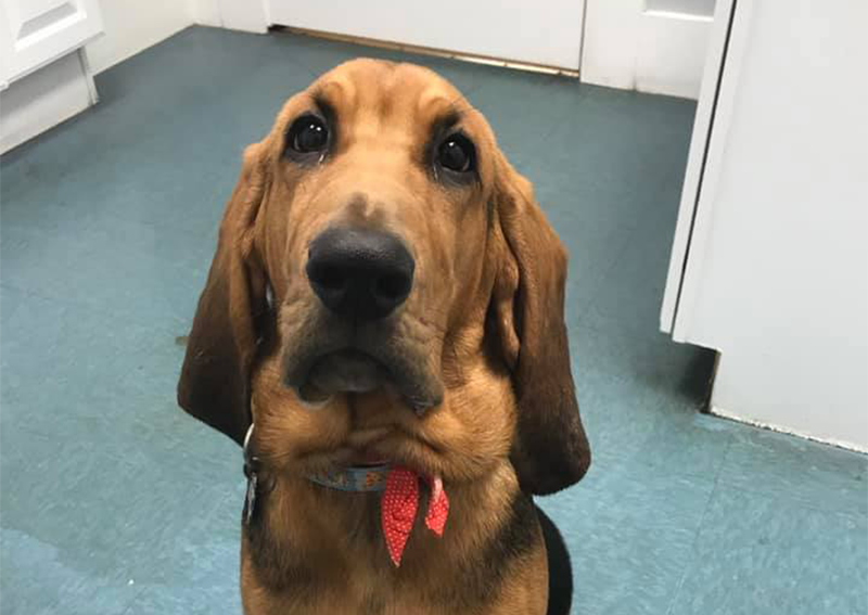 Dog Veterinary Care, Westborough